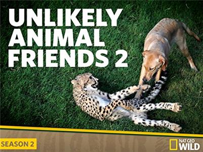 Unlikely Animal Friends Hero Cat (2012– ) Online