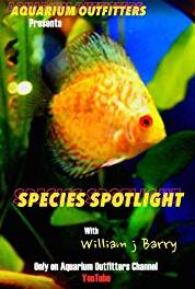 Species Spotlight Royal Gramma (2014– ) Online