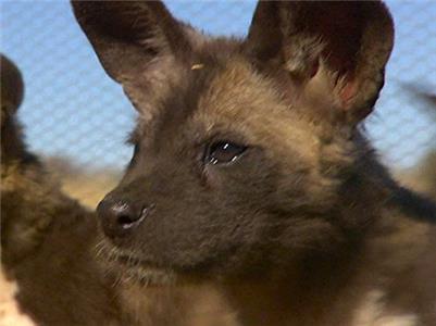 Wild Animal Orphans Painted Pups (2012– ) Online