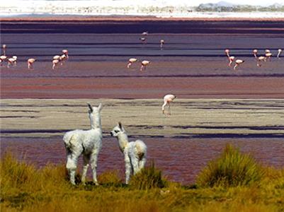Nature Scenes Llamas and Flamingos in the Wild (2015) Online