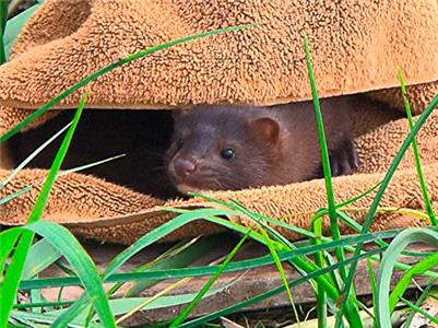 City Wildlife Rescue Release of the Mink (2015–2016) Online