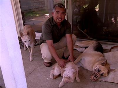 Dog Whisperer with Cesar Millan Tara, Molly & Mandy, Olive, and Dexter (2004–2016) Online