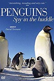 Penguins: Spy in the Huddle First Steps (2013– ) Online