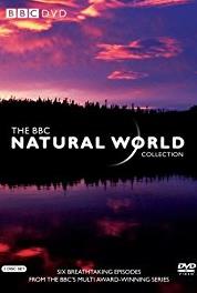Natural World Wild Indonesia: Magical Forests (1983– ) Online