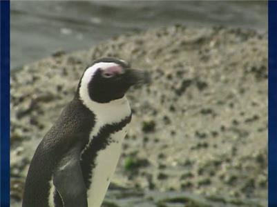 Sea Rescue Penguins in Peril (2012– ) Online