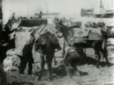 Packing Ammunition on Mules, Cuba (1898) Online