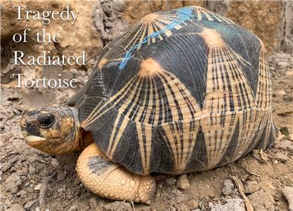 Tragedy of the Radiated Tortoise (2018) Online